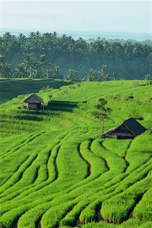 Landscape of lush green rice terraces on Bali, Indonesia, Southeast Asia, Asia Stock Photo - Rights-Managed, Code: 841-02832827