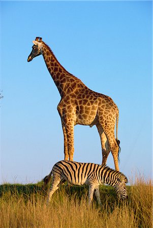 parc national kruger - Zèbre et la girafe, Kruger National Park, Afrique du Sud, Afrique Photographie de stock - Rights-Managed, Code: 841-02899148