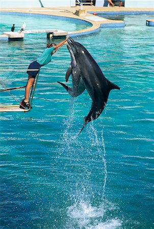 dolphins jumping - Spectacle de dauphins, Oceanarium, Port Elizabeth, Afrique du Sud, Afrique Photographie de stock - Rights-Managed, Code: 841-02899162