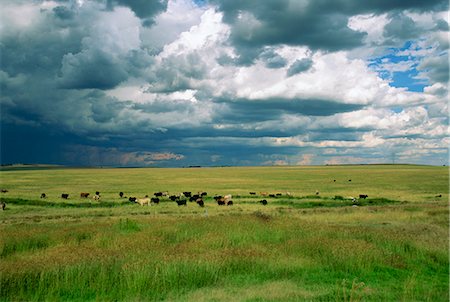 simsearch:841-02824612,k - Cattle ranching, N3 Highway, South Africa, Africa Stock Photo - Rights-Managed, Code: 841-02899209