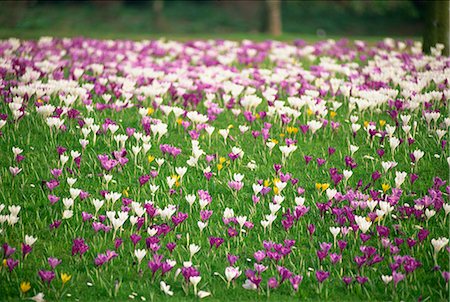 Carpet of crocuses in spring in England, United Kingdom, Europe Stock Photo - Rights-Managed, Code: 841-02899376