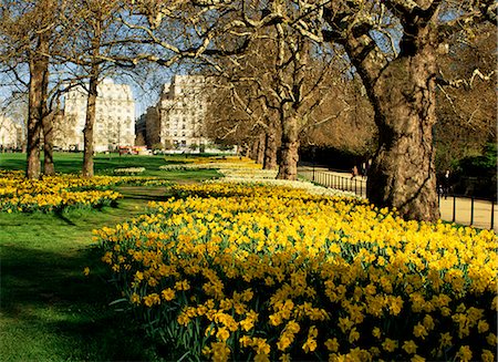 daffodil flower - Daffodiles in Green Park, London, England, United Kingdom, Europe Stock Photo - Rights-Managed, Code: 841-02899387