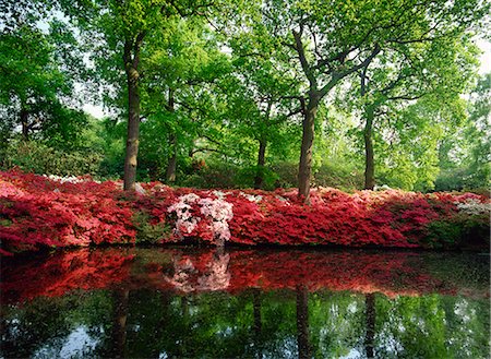 richmond park - Azaleas, The Isabella Plantation, Richmond Park, London, England, United Kingdom, Europe Foto de stock - Con derechos protegidos, Código: 841-02899504