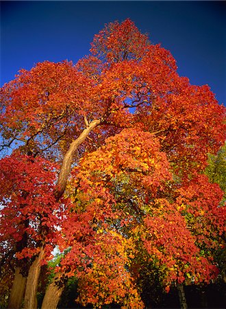 Cotinus arbre en octobre, Royal Botanic Gardens, Kew, Londres, Royaume-Uni, Europe Photographie de stock - Rights-Managed, Code: 841-02899900