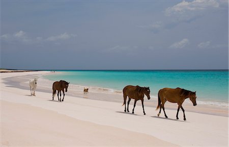 Chevaux marchant sur Pink Sands Beach, Harbour Island, Bahamas, Antilles, Amérique centrale Photographie de stock - Rights-Managed, Code: 841-02899924
