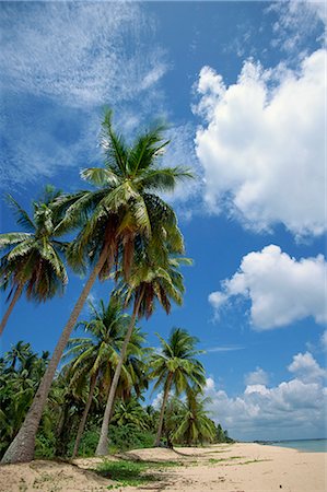 phu quoc - Palm trees and deserted beach on the south side of Phu Quoc island in south west Vietnam, Indochina, Southeast Asia, Asia Foto de stock - Con derechos protegidos, Código: 841-02899955