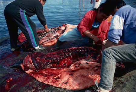 Butchering a seal, Ammassalik, East Greenland, Greenland, Polar Regions Foto de stock - Con derechos protegidos, Código: 841-02900179