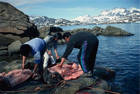 simsearch:841-03066563,k - Dépeçage d'un sceau, Ammassalik, régions polaires du Groenland oriental, Groenland Photographie de stock - Rights-Managed, Code: 841-02900180