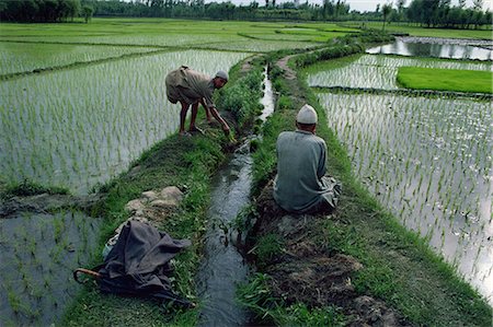 Travailleurs dans les rizières, Kashmir, Inde, Asie Photographie de stock - Rights-Managed, Code: 841-02900321