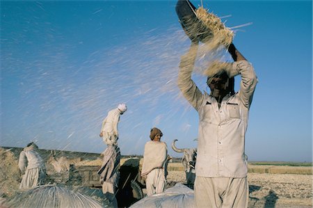 Wheat harvest, Gujarat, India, Asia Stock Photo - Rights-Managed, Code: 841-02900378