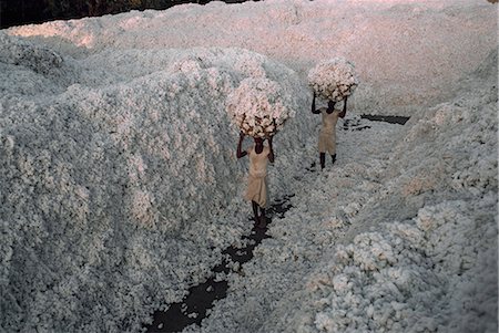 Cotton harvest, Gujarat state, India, Asia Stock Photo - Rights-Managed, Code: 841-02900390