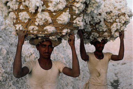 Cotton harvest, Gujarat state, India, Asia Stock Photo - Rights-Managed, Code: 841-02900391