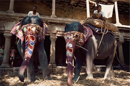 decorated elephants - The Maharajah's elephants, Varanasi, Uttar Pradesh state, India, Asia Stock Photo - Rights-Managed, Code: 841-02900999