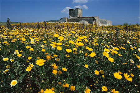 sicily wildflowers - Banques de fleurs sauvages dans les collines de Marsala, près de Marsala, Sicile, Italie, Europe Photographie de stock - Rights-Managed, Code: 841-02901043