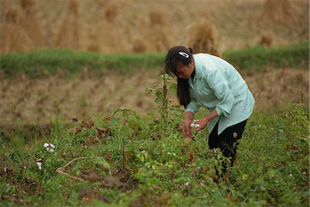 Picking cotton, Guizhou, China, Asia Stock Photo - Rights-Managed, Code: 841-02901278