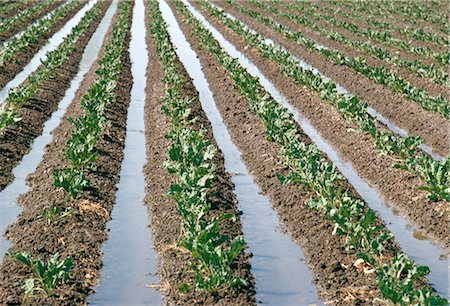 Irrigation, Salinas, California, United States of America, North America Stock Photo - Rights-Managed, Code: 841-02901398