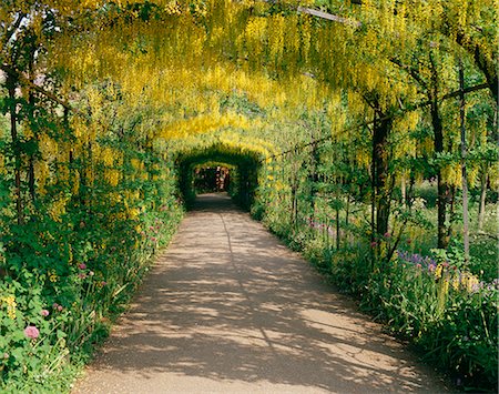 Laburnum Walk in Wilderness Gardens, Hampton Court, Greater London, England, United Kingdom, Europe Foto de stock - Con derechos protegidos, Código: 841-02901507