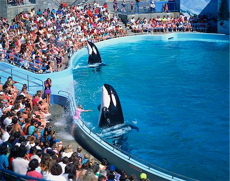 Performing killer whales spray crowd, Marine World Africa USA, California, United States of America, North America Foto de stock - Direito Controlado, Número: 841-02901530