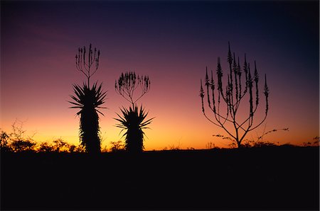 simsearch:841-02918767,k - Espèces d'Aloe dans les broussailles du désert à la frontière du Botswana, Namibie, Afrique Photographie de stock - Rights-Managed, Code: 841-02901622