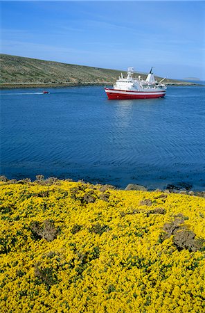Wild flowers on New Island and tourist ship, the Explorer, West Falkland in the Falkland Islands, South Atlantic, South America Foto de stock - Con derechos protegidos, Código: 841-02901686