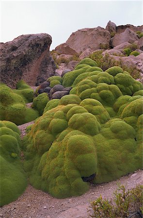 simsearch:841-03676089,k - Vareta (Llareta) plant, Lauca National Park, Chile, South America Fotografie stock - Rights-Managed, Codice: 841-02901713