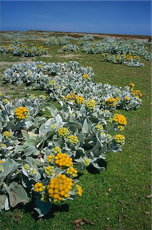 falkland island - Sea cabbage (Senecio candicans), Falkland Islands, South America Stock Photo - Rights-Managed, Code: 841-02901727