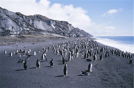 pingüim-antártico - Black and white chinstrap penguins, black volcanic beach and black glacier, Deception Island, Antarctica, Polar Regions Foto de stock - Direito Controlado, Número: 841-02901751