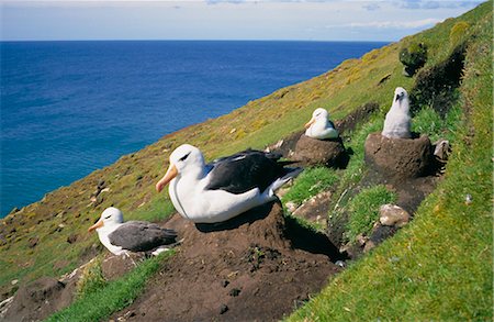 saunders island - Black-browed albatross and chick, Saunders Island, Falkland Islands Foto de stock - Con derechos protegidos, Código: 841-02901842