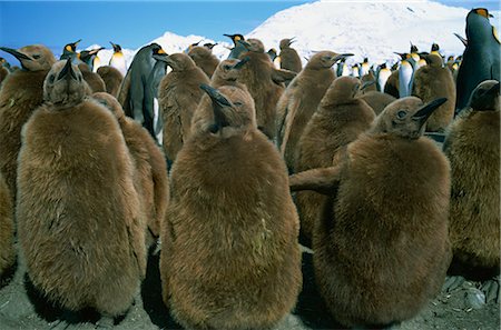 rookery - King penguin chicks, South Georgia, Polar Regions Foto de stock - Con derechos protegidos, Código: 841-02901851