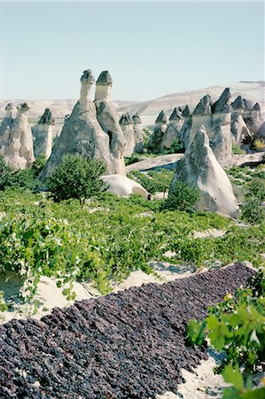 dry grapes - Raisins de séchage, vignoble et cône abrite, Cappadoce, Anatolie, Turquie, Asie mineure, Asie Photographie de stock - Rights-Managed, Code: 841-02901885