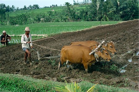 plowing the field with bullocks - Man ploughing a field with two bullocks on Bali, Indonesia, Southeast Asia, Asia Stock Photo - Rights-Managed, Code: 841-02901899