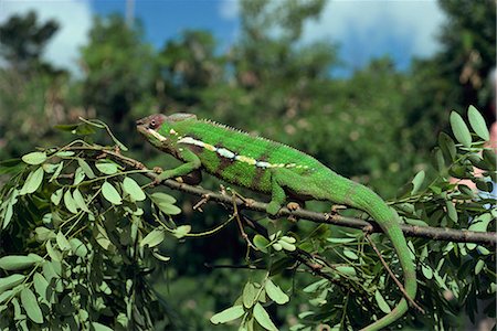 reptiles madagascar - Chameleon, Madagascar, Africa Stock Photo - Rights-Managed, Code: 841-02901986