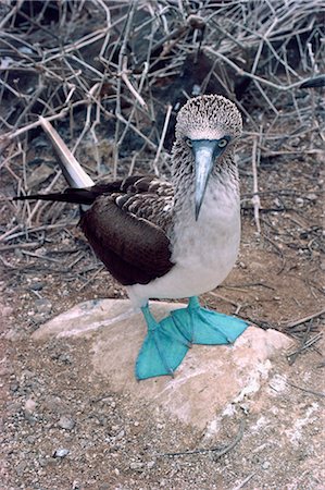 Blue footed booby, Galapagos Islands, Ecuador, South America Foto de stock - Con derechos protegidos, Código: 841-02901990