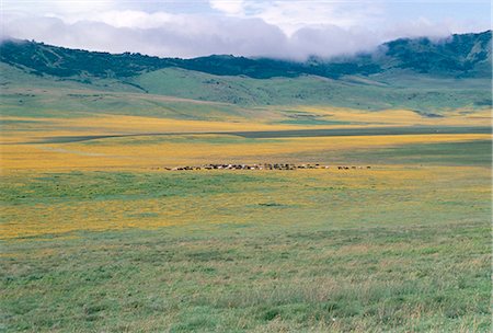 simsearch:841-02918824,k - Masai bovins après la pluie, Ngorongoro Cratère Ngorongoro Conservation Area, UNESCO World Heritage Site, Tanzanie, Afrique de l'est, Afrique Photographie de stock - Rights-Managed, Code: 841-02902005