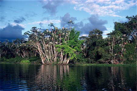 simsearch:841-03676089,k - Dense forest bordering the Napo River, Ecuador, South America Fotografie stock - Rights-Managed, Codice: 841-02902014