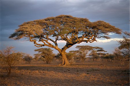 simsearch:841-02902004,k - Acacia tree (Acacia Tortilis), Serengeti, Tanzania, East Africa, Africa Foto de stock - Con derechos protegidos, Código: 841-02902038