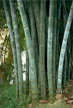 simsearch:841-07201393,k - Tiges de bambou dans les jardins botaniques de Peradeniya à Kandy, Sri Lanka, Asie Photographie de stock - Rights-Managed, Code: 841-02902052