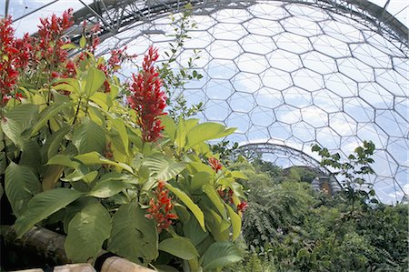 eden project - Inside the Humid Tropics biome, the Eden Project, Cornwall, England, United Kingdom, Europe Stock Photo - Rights-Managed, Code: 841-02902300