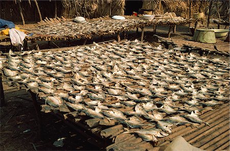 Fish drying in the sun, The Gambia, West Africa, Africa Foto de stock - Direito Controlado, Número: 841-02902313