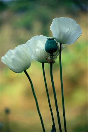 Opium poppies, Chiang Mai, Thailand, Southeast Asia, Asia Stock Photo - Rights-Managed, Code: 841-02902624