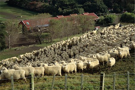 Sheep penned for shearing, Tautane station, North Island, New Zealand, Pacific Stock Photo - Rights-Managed, Code: 841-02902642
