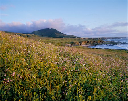 simsearch:841-03033356,k - Montana De Cro State Park, California, United States of America, North America Foto de stock - Con derechos protegidos, Código: 841-02902643