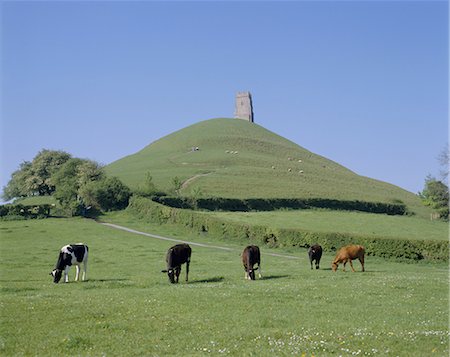 simsearch:841-02704388,k - Cattle grazing in front of Glastonbury Tor, Glastonbury, Somerset, England, United Kingdom, Europe Stock Photo - Rights-Managed, Code: 841-02902677