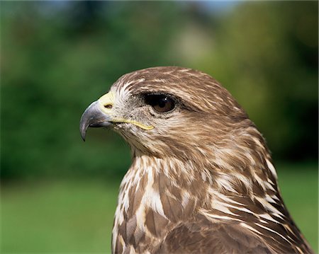 Tête d'une buse variable (buteo Buteo) Photographie de stock - Rights-Managed, Code: 841-02902834