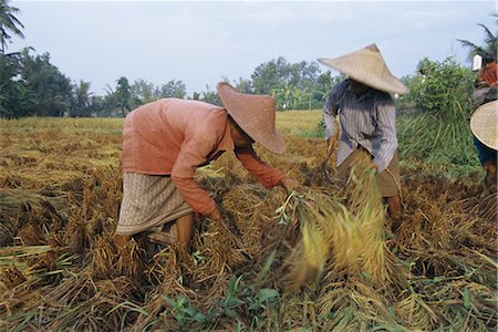 La récolte de riz, Bali, Indonésie, Asie Photographie de stock - Rights-Managed, Code: 841-02902930