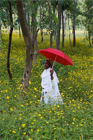 simsearch:841-07653392,k - Ethiopian woman holding a red umbrella in a fertile green field of Eucalyptus trees and blooming yellow Meskel flowers, The Ethiopian Highlands, Ethiopia, Africa Foto de stock - Con derechos protegidos, Código: 841-02903088