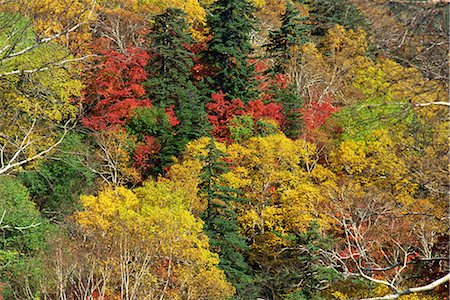 simsearch:841-02903197,k - Fall foliage, Hokkaido, Japan, Asia Stock Photo - Rights-Managed, Code: 841-02903184