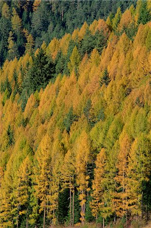 simsearch:841-03062599,k - Arbres en couleurs d'automne dans les Dolomites du Trentin Haut-Adige, Italie, Europe Photographie de stock - Rights-Managed, Code: 841-02903455