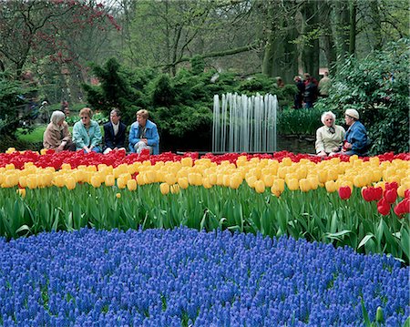 flowers gardens holland - Tulipes, Keukenhof, Hollande, Europe Photographie de stock - Rights-Managed, Code: 841-02914764