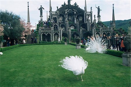 White peacocks in front of folly, Isola Bella, Lake Maggiore, Piedmont, Italy, Europe Stock Photo - Rights-Managed, Code: 841-02914937